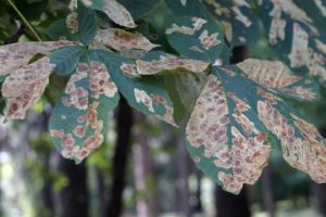 tree care collinsville illinois