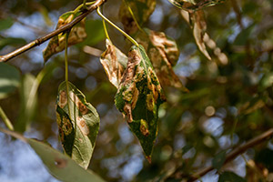 tree diseases collinsville illinois