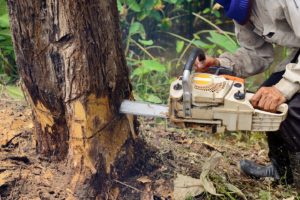 man using a chain saw for tree removal services edwardsville illinois