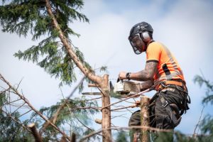 tree service professional trimming a tree Glen Carbon Illinois