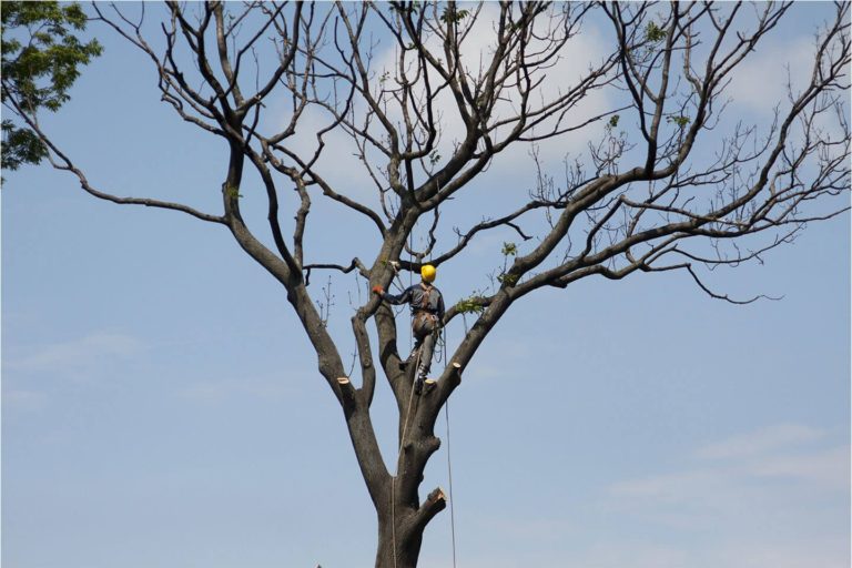 Tree Pruning in Glen Carbon, Illinois Tree Maintenance Tips