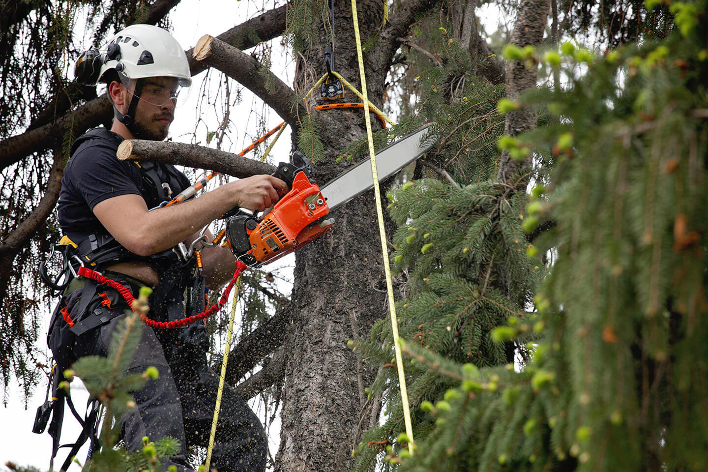 man pruning branches off a large tree