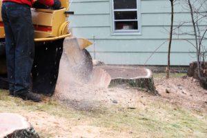Person in a red top and blue jeans operating a stump grinding machine to remove tree trump from a residential property