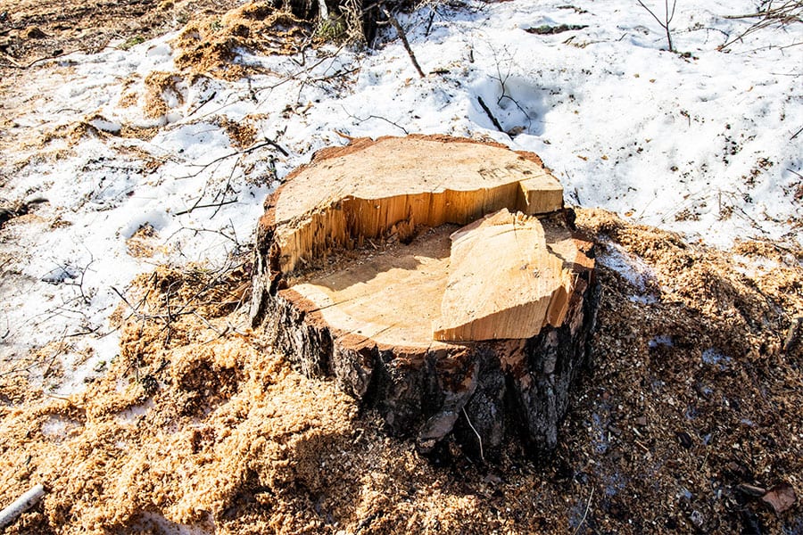 Tree stump on a residential property in the winter after a tree has been cut down