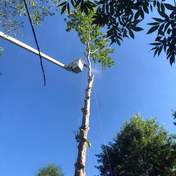 a-unlimited-tree-service-15