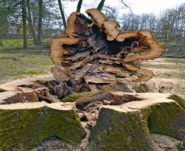 diseased tree removal