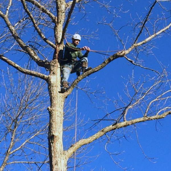 a-unlimited-tree-service-9