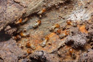Residential tree trunk infested with harmful bugs and termites and needing to be removed