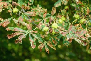 Infected green and brown leaves dying from moth infestation on the residential property