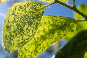 Green tree leaves and thin branches infested with aphid pests and needing professional pest treatment services