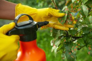 Person in yellow gloves holding an orange chemical spray container treating sick and decaying tree to achieve tree care