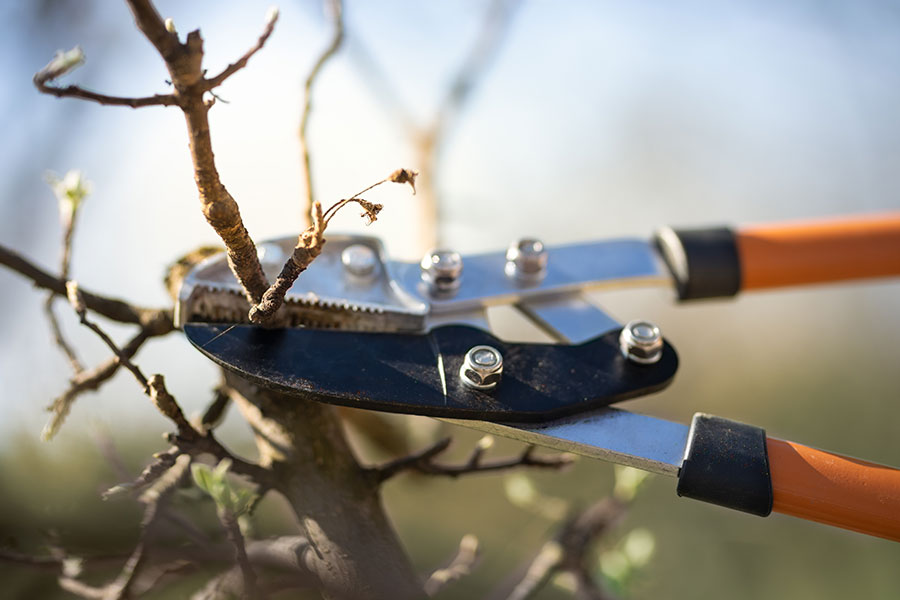 A closeup of an orange pruning Fiskars, trimming a tree in Collinsville, Illinois.