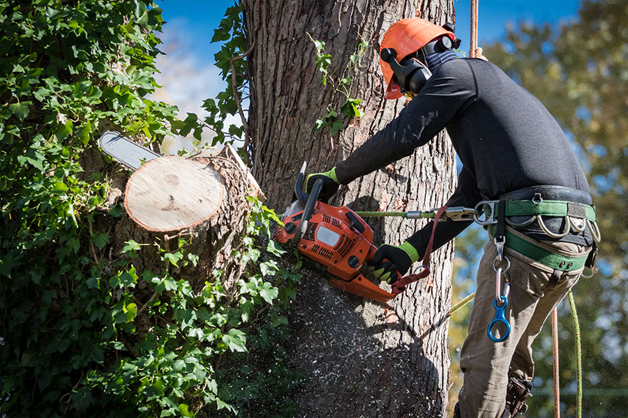 Tree removal expert in a safety harness and orange helmet using an orange chainsaw to cut down a decaying tree in Troy, IL
