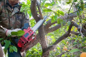A homeowner wearing a camo jacket and white gloves holding a red chainsaw and pruning a branch on their tree in Highland, IL.