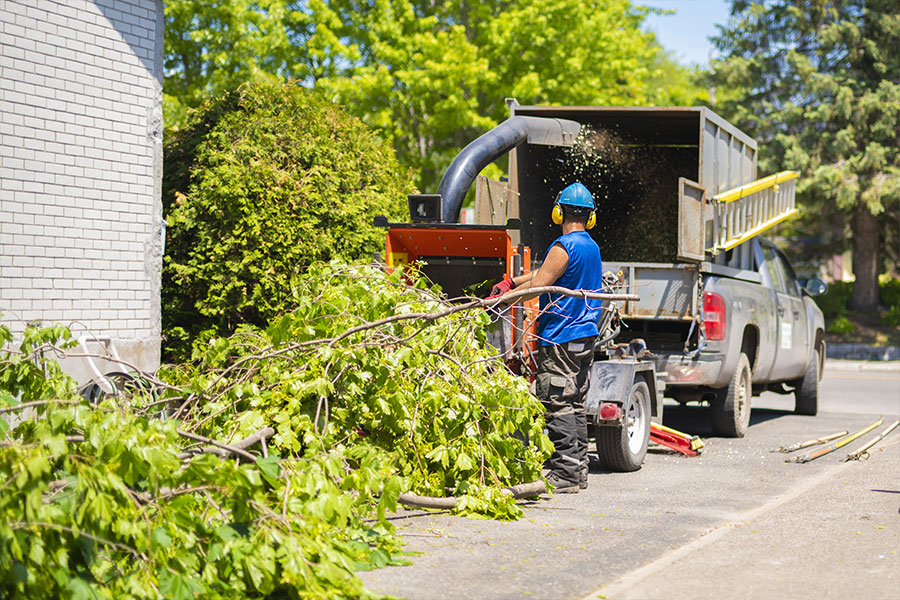 Tree trimming expert in a blue shirt and helmet putting cut branches into a red woodchipper in Belleville, IL
