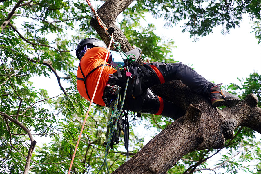 Arborist or tree expert in an orange shirt and black helmet using climbing gear to get up in a residential tree in Belleville, IL.