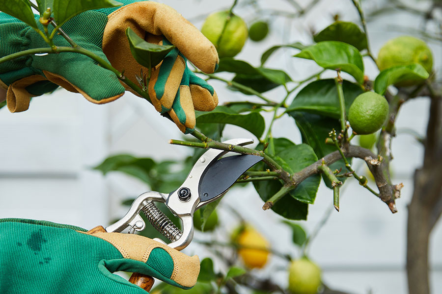 Professional arborist wearing green and yellow gloves while using a small pruning tool to cut the branches on their young fruit tree in Troy, IL.