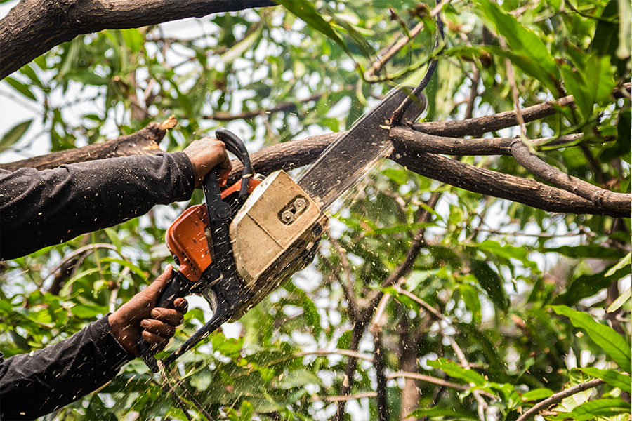 Commercial lawn care expert wearing a long black sleeve shirt while using a chainsaw to trim the branches of a commercial business.