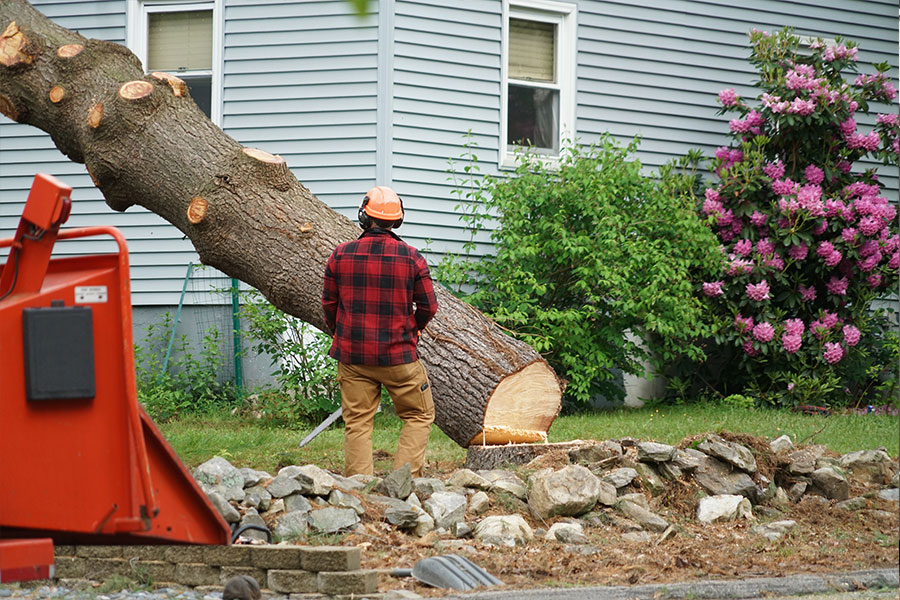 A professional, certified arborist in a red and black plaid shirt performing expert tree removal services for a residential home in Troy, IL