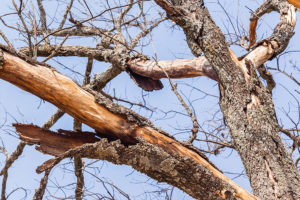 Dead and dying trees that require professional tree care and tree maintenance services in Glen Carbon, IL.