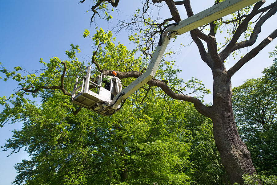 Expert tree care professional in a bucket truck pruning a dying and decaying tree on a residential property in Glen Carbon, IL.