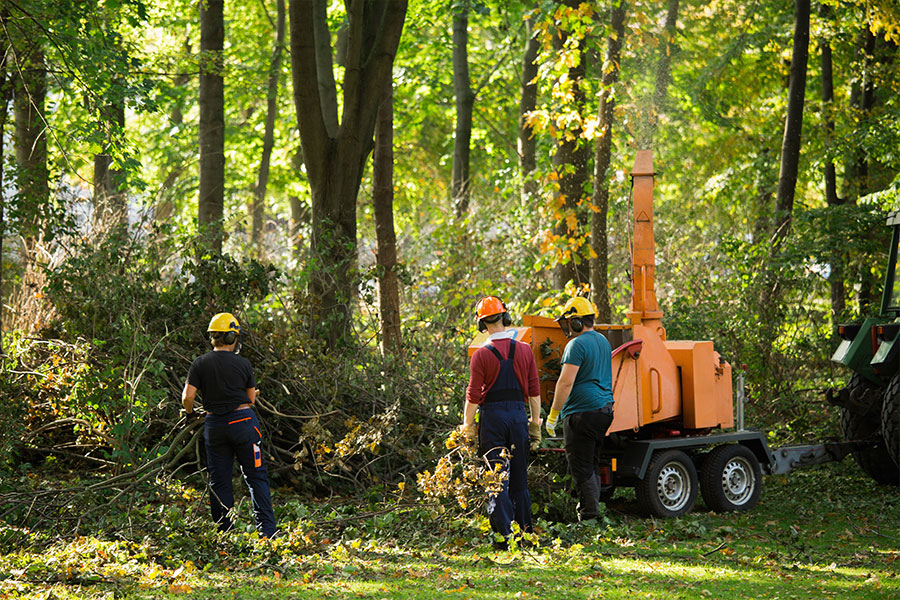 A team of professional tree removal services using a tree shredder to properly dispose of a broken tree due to a storm in Edwardsville, IL.