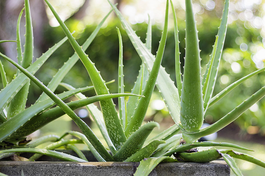 A slow-growing aloe vera plant on a residential property in Highland, IL, and need of professional watering and care services.