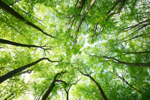 An overhead shot of multiple tall trees in a forest that requires very little water to grow in Troy, IL.