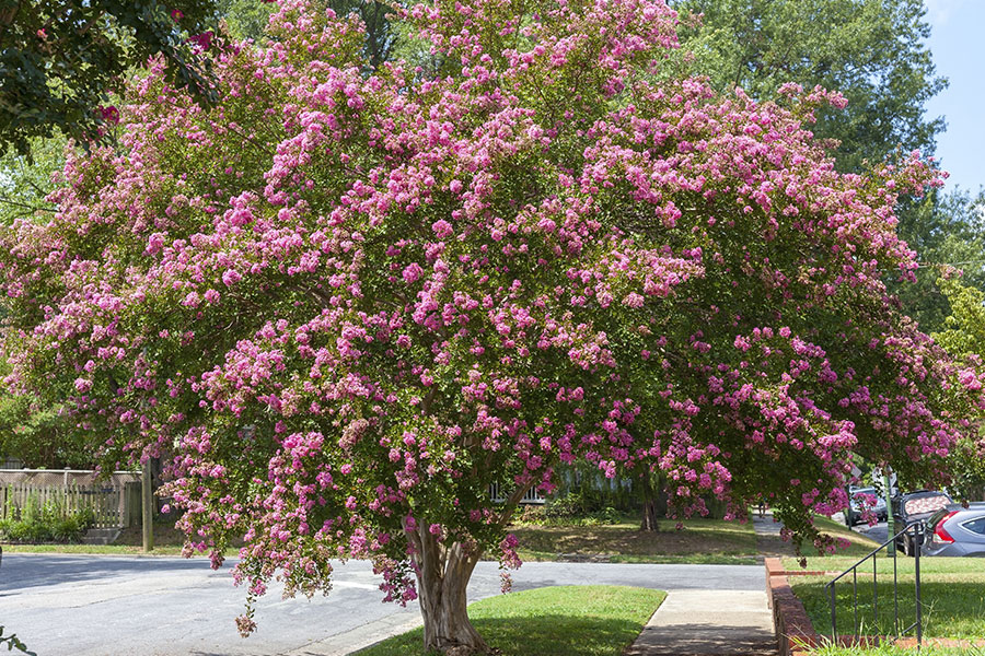 A beautiful pink and green crepe myrtle tree that is low maintenance and does not require a lot of water on a residential property in Troy, IL