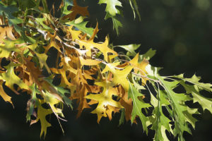 Pin Oak tree with yellow leaves that needs to be inspected by a tree service in Troy, Illinois.