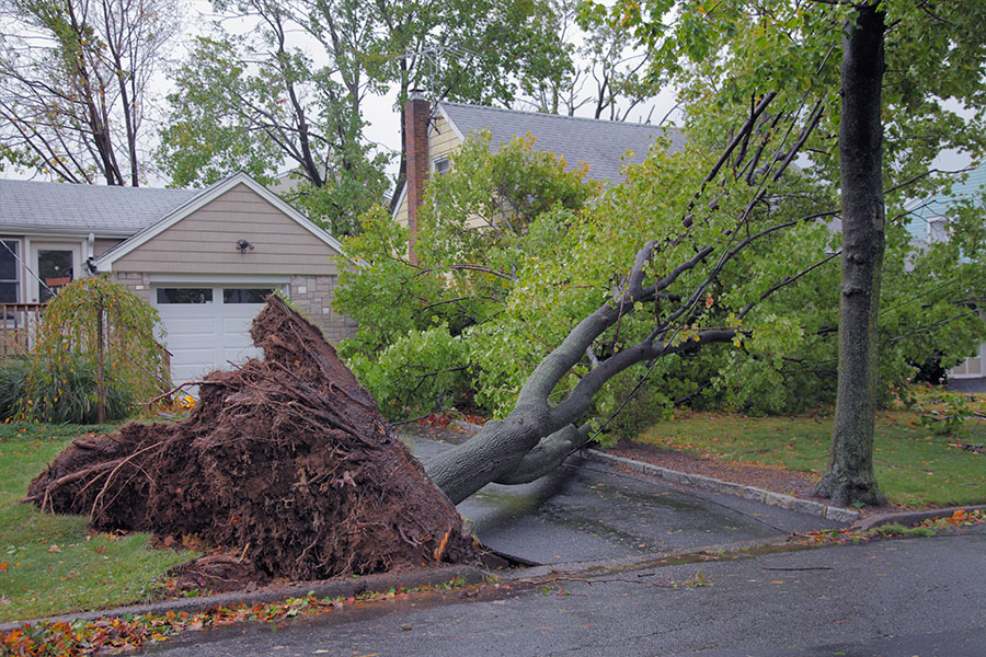 Fallen tree due to bad roots that required care from an arborist in Troy, Illinois