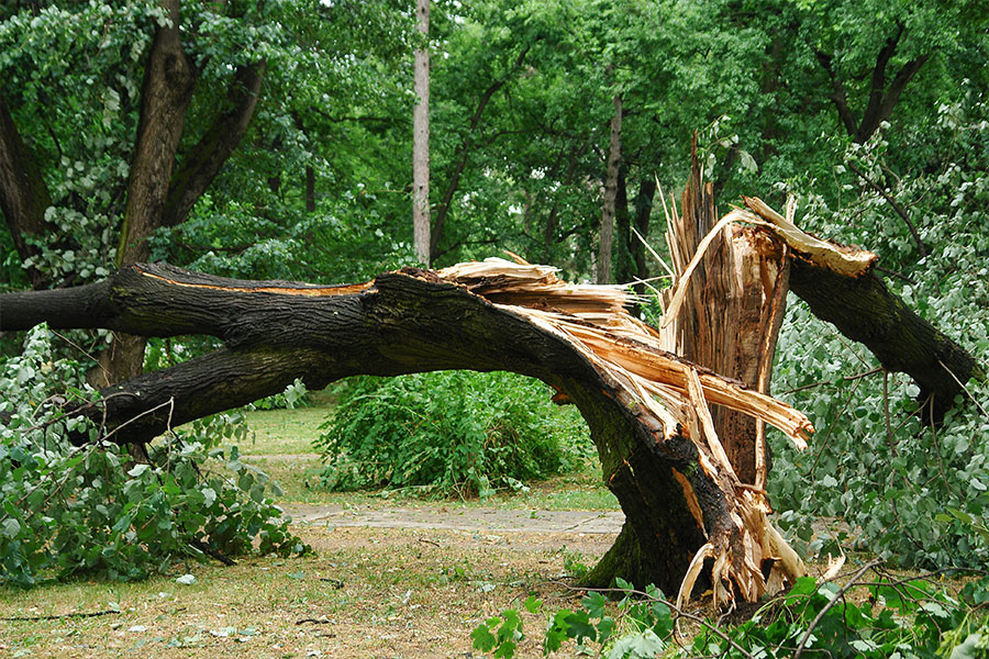 Tree damaged by lightning. Have a tree specialist install a lightning protection unit for your trees in Troy, Illinois.