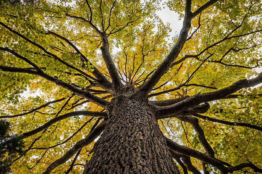 A beautiful Elm tree taken from underneath, showing it’s yellow-green crown of leaves.