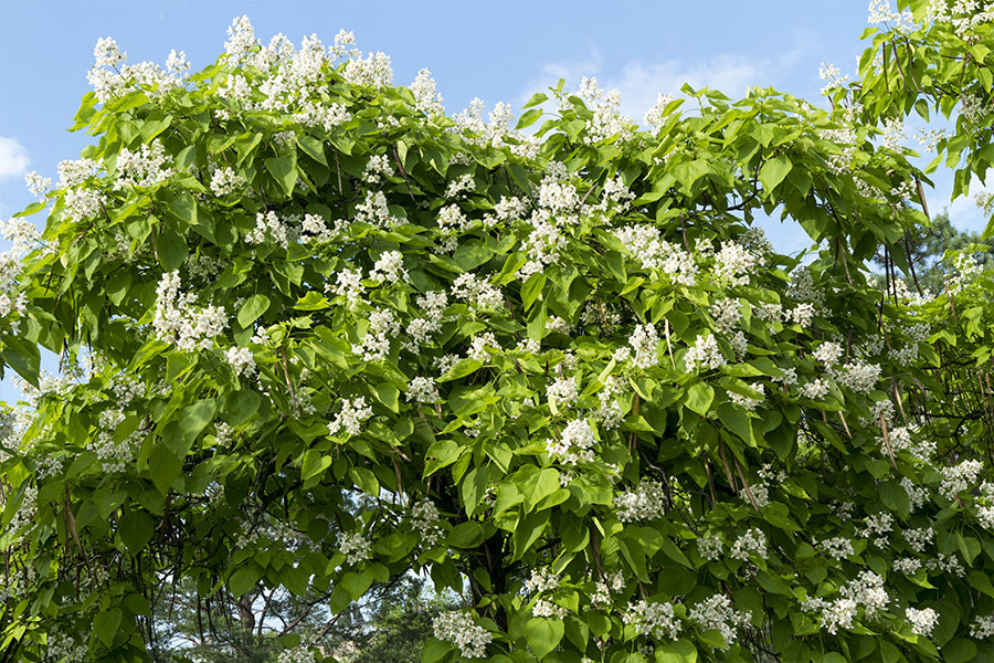 A beautiful green and white northern catalpa tree with budding flowers and great for shade in Edwardsville, IL.