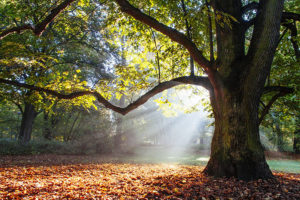 A tree that requires tree services from the leading tree service company in Glen Carbon, Illinois.