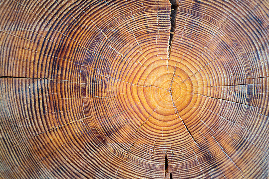 Tree rings that can be counted by an arboristin Glen Carbon, IL to determine the age of a tree.