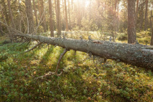 A fallen tree in a large open space on a residential property in Collinsville, IL due to pests or disease.