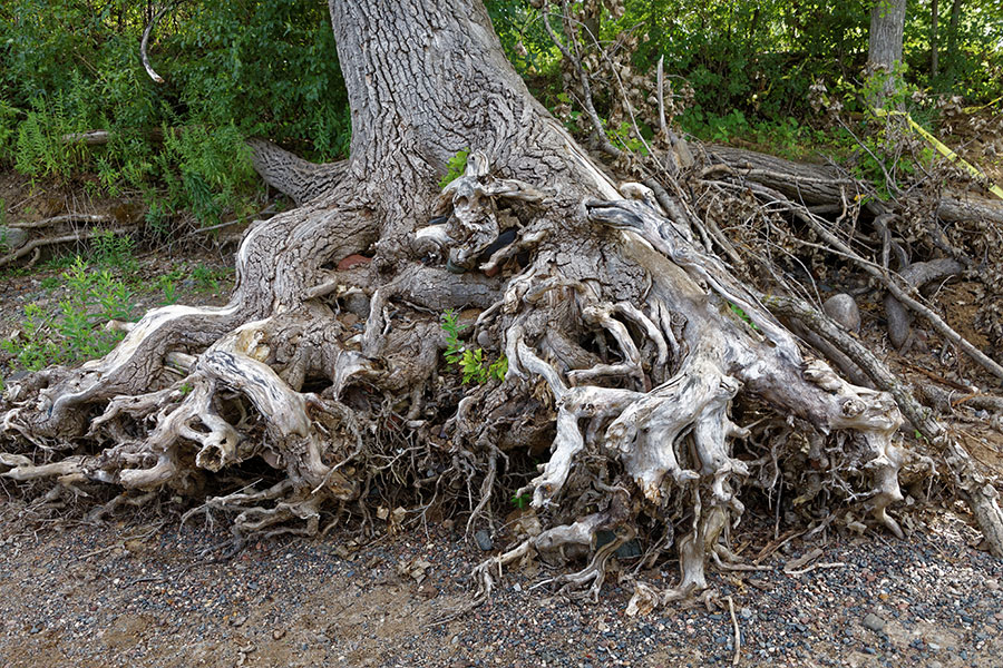 Large exposed roots of a tree that is decaying and ready to fall on a residential property in Collinsville, IL.