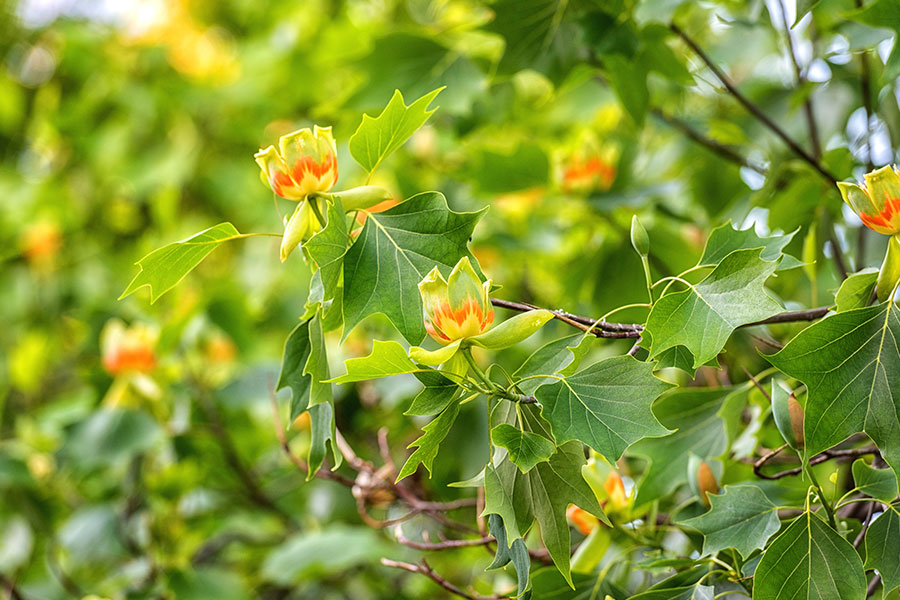 A beautiful tulip tree with green, yellow, and orange budding flowers on a residential property in Troy, IL.
