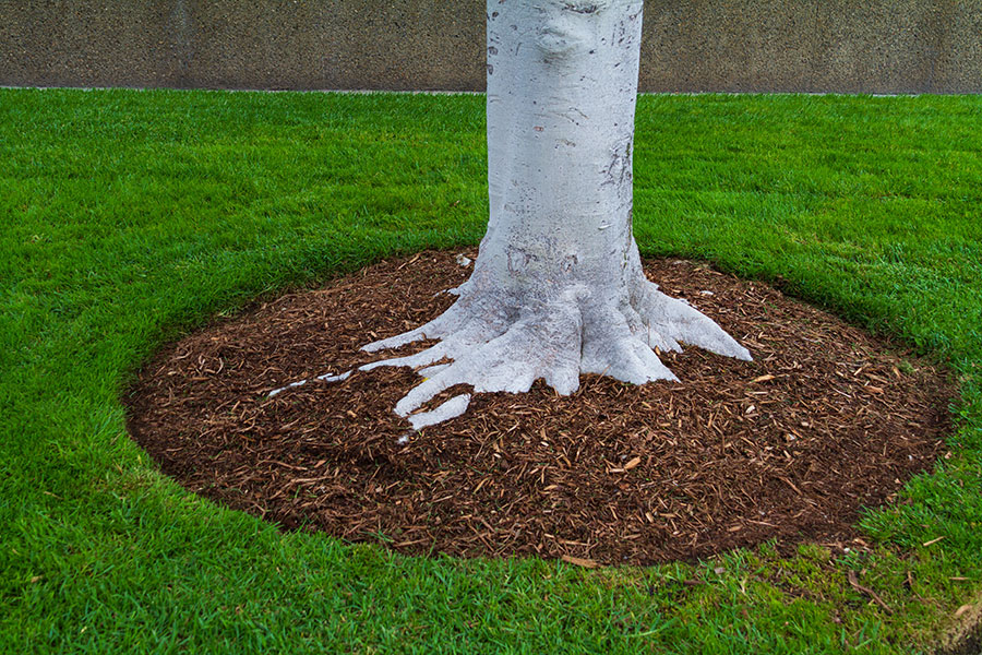 A thin layer of mulch around a healthy tree in Troy, IL that was maintained by a professional tree care expert.