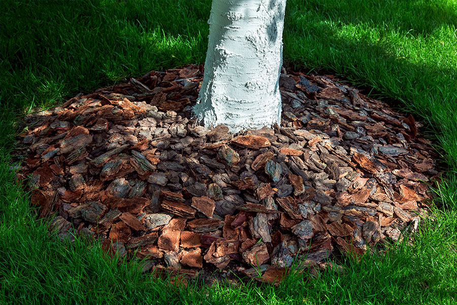 Thick mulch surrounding the base of a white birch tree on a residential property in Troy, IL.