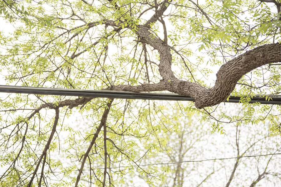 A fully grown tree in Troy, IL that has heavy branches and requires professional tree cabling services for support.
