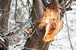 A residential tree that has been damaged in the winter due to animals in Troy, IL.