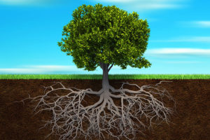 Digitized image of a healthy growing tree with deep roots under the soil on a residential property in Troy, IL.