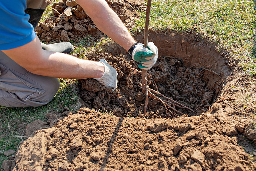 A professional tree care expert in Troy, IL digging a home to find tree roots and make sure they are healthy and non-invasive.