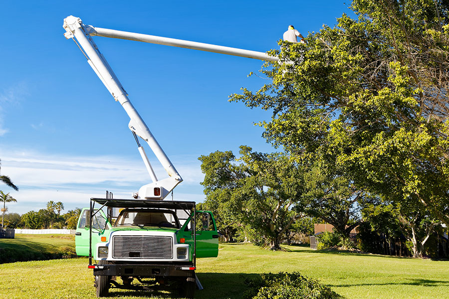 Professional tree trimming truck and team that is pruning the branches off of an overgrown tree in Troy, IL.