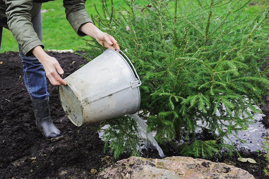 A homeowner using a metal bucket to water their bushes and small trees to keep them hydrated throughout the winter in Troy, IL.