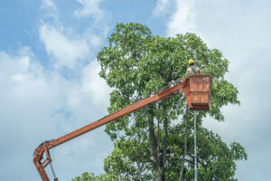 A professional arborist in an orange bucket truck that is pruning a mature tree for a residential property in Troy, IL.
