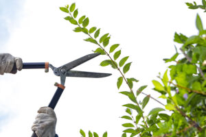 A homeowner in Edwardsville, IL using bush cutters to trim the leaves off a bush for DIY tree care and lawn care services.