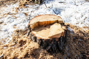 A broken tree stump covered in snow needing professional stump removal services on a residential property in Collinsville, IL.